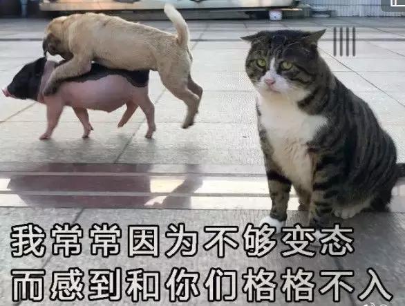 纸飞机telegeram下载_纸飞机的折叠方法视频_纸飞机