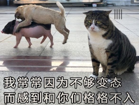 纸飞机_纸飞机开户软件_纸飞机账户购买
